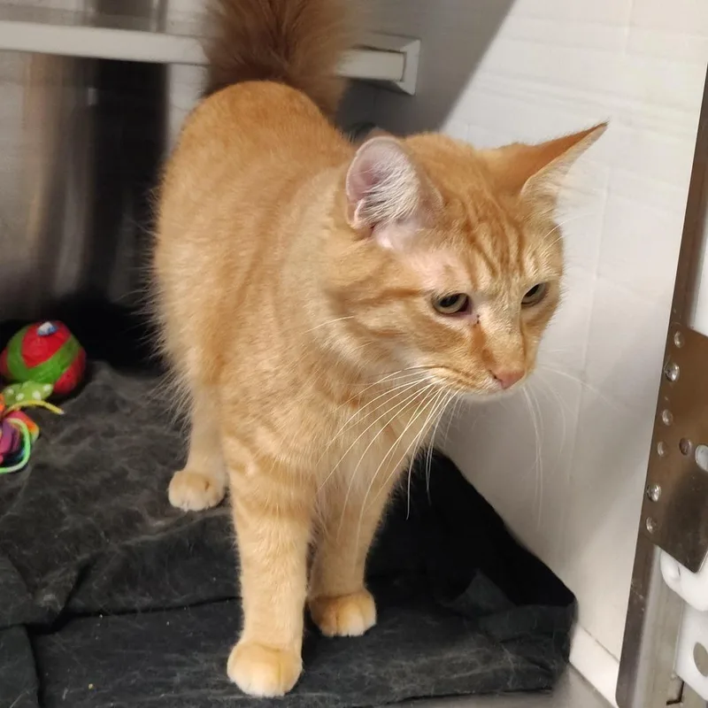 An adult large-sized male Orange / Red Domestic Medium Hair cat named Chucky for adoption in Dearborn, MI