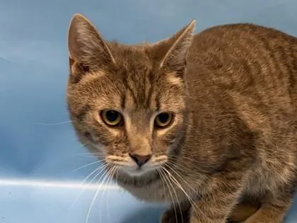 An adult small-sized male Domestic Short Hair cat named Uncle Ubb for adoption in Golden Valley, MN