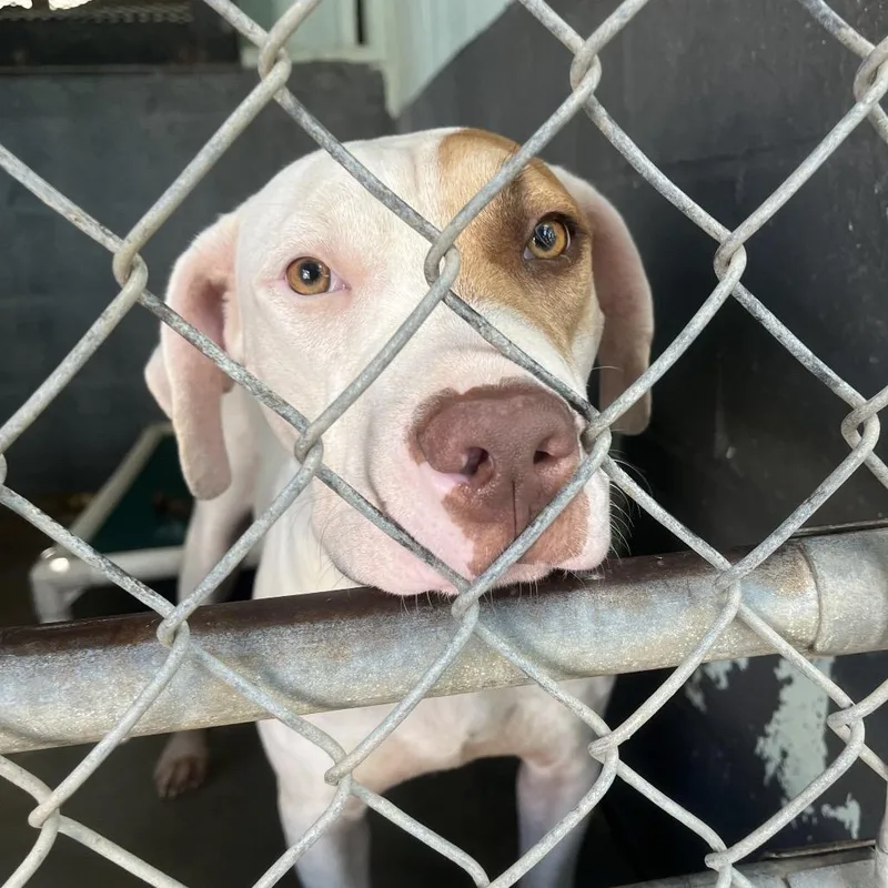 A young medium-sized male White / Cream Mixed Breed dog named Atlas for adoption in QUINCY, FL