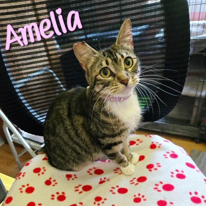 A young medium-sized female Gray / Blue / Silver Domestic Short Hair cat named Amelia for adoption in Gonzales, LA