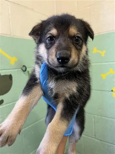A baby small-sized female German Shepherd Dog dog named Kali for adoption in Sacramento, CA
