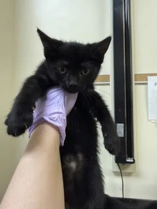 A baby small-sized female Domestic Short Hair cat named Sticky Note for adoption in West Chester, PA
