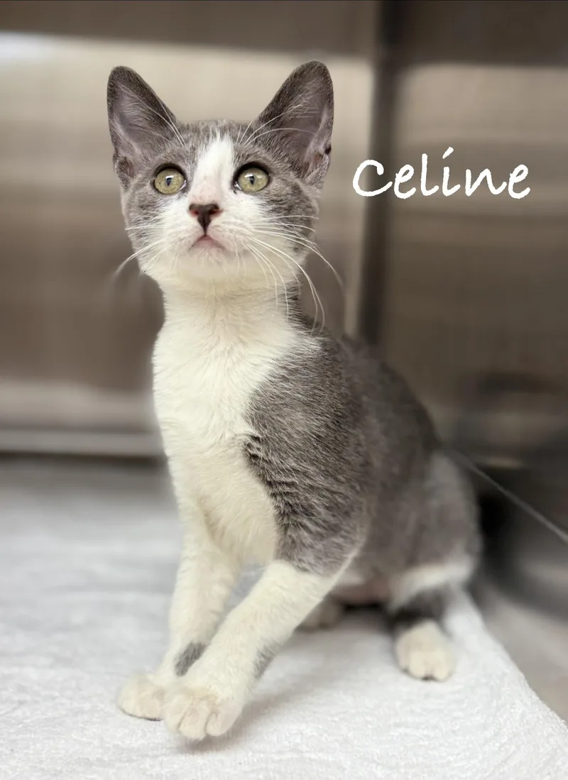 A baby medium-sized female Gray & White Domestic Short Hair cat named Celine for adoption in Pawleys Island, SC