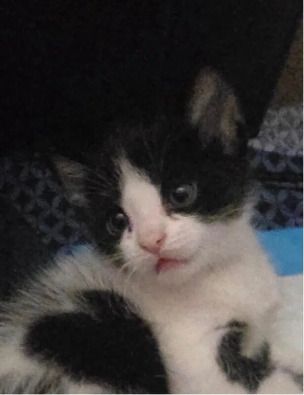 A baby medium-sized male Black Tuxedo cat named Poe Bonded With Oliver for adoption in Anthem, AZ