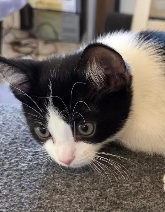 Poe Bonded With Oliver thumbnail 2