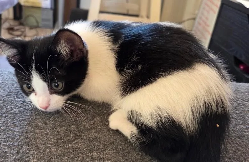 Poe Bonded With Oliver thumbnail 3