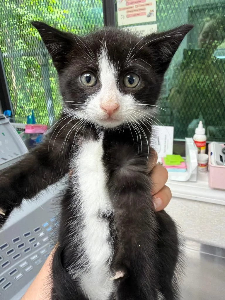 A baby medium-sized male Domestic Short Hair cat named Twister for adoption in Pomona, NY