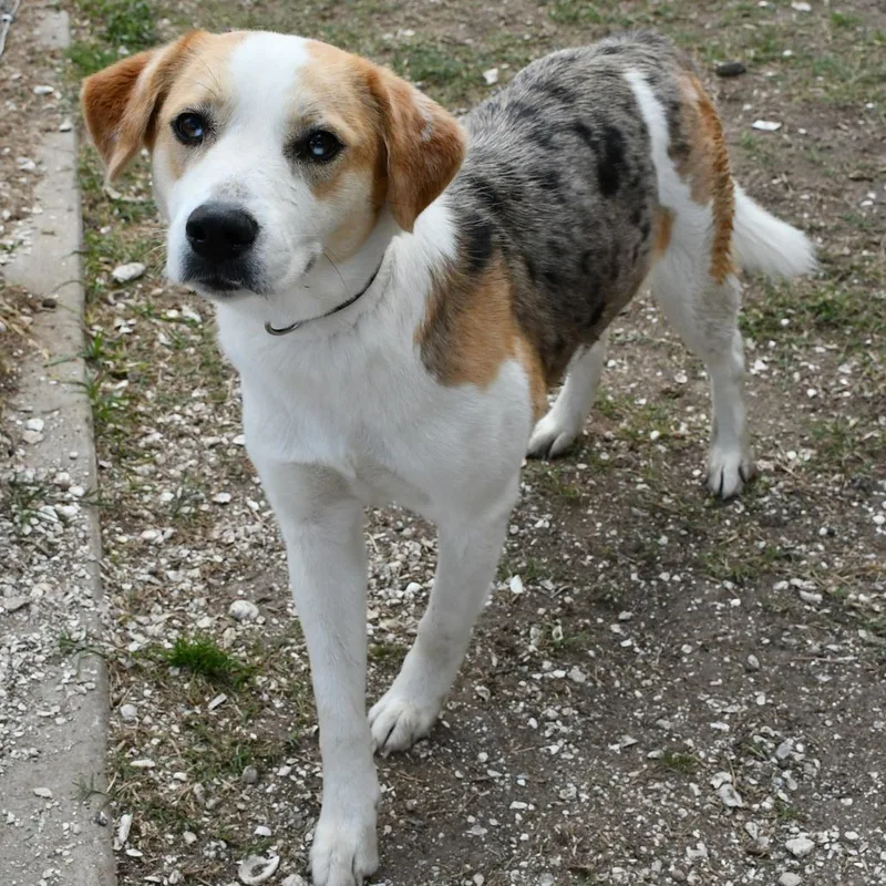 An adult medium-sized female Yellow / Tan / Blond / Fawn Catahoula Leopard Dog dog named Tulip for adoption in Beaumont, TX