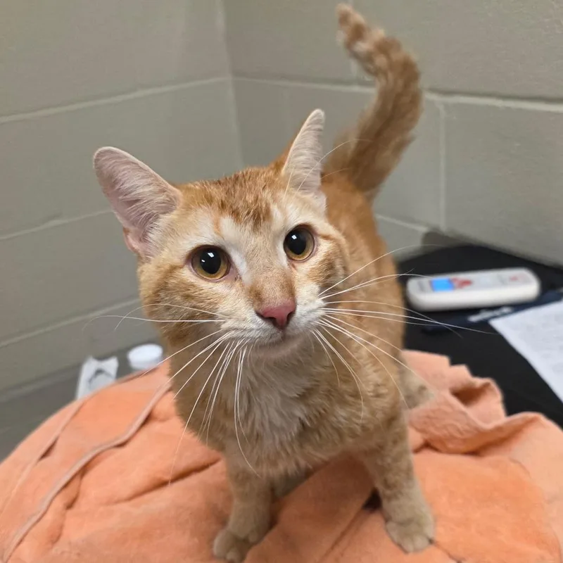 An adult medium-sized male Orange / Red Domestic Short Hair cat named Stanford for adoption in Bristol, IN