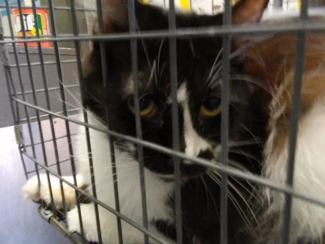 A young medium-sized female Domestic Medium Hair cat named Stephanie for adoption in Tulsa, OK