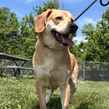 An adult large-sized male Yellow / Tan / Blond / Fawn Mixed Breed dog named Sosa for adoption in Jeffersonville, IN