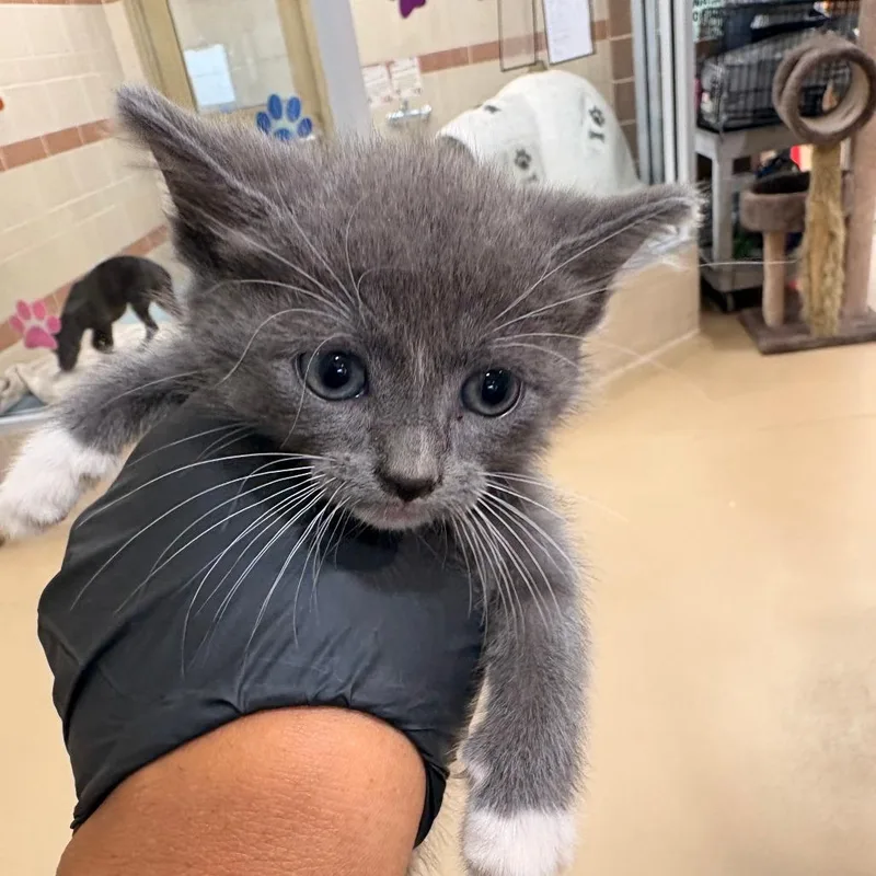 A baby small-sized female Domestic Short Hair cat named Storm for adoption in Winston-Salem, NC