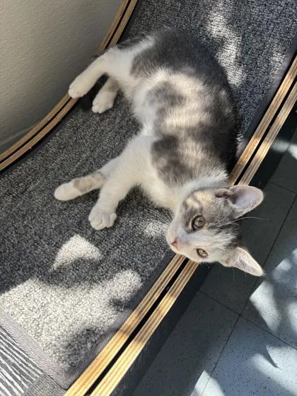 A baby medium-sized male Gray & White Domestic Short Hair cat named Cytokinesis for adoption in Steamboat Springs, CO