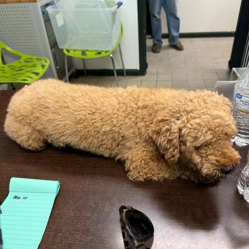 An adult small-sized male Yellow / Tan / Blond / Fawn Miniature Poodle dog named Biscuit for adoption in Erie, PA
