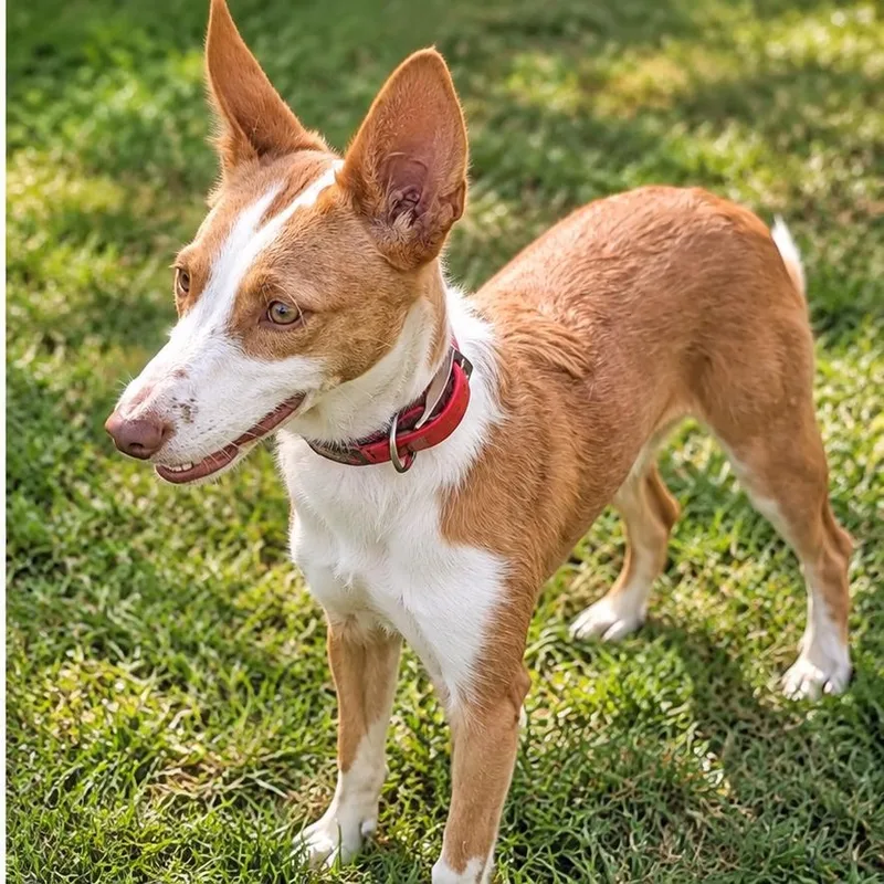 A young small-sized female Red / Chestnut / Orange Portuguese Podengo dog named Tawny for adoption in HANSON, MA