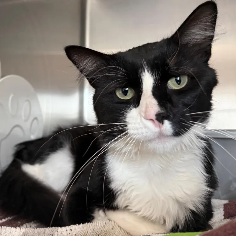 Sly is at Petsmart thumbnail 2