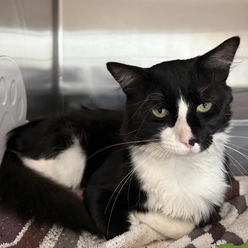 Sly is at Petsmart thumbnail 3