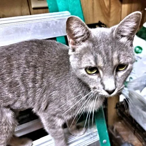 A young small-sized female Tabby cat named Lola for adoption in Rutherfordton, NC