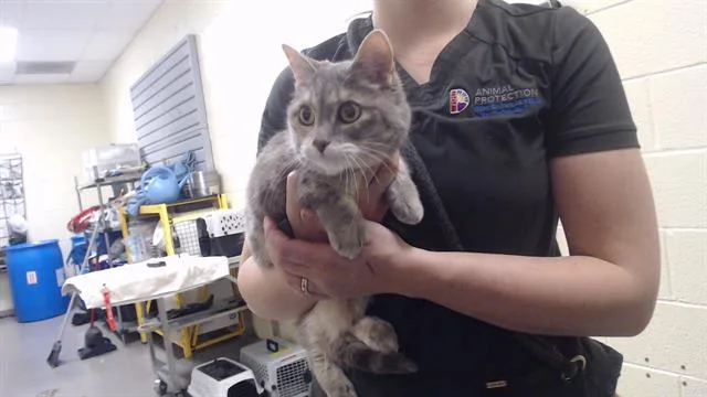 An adult small-sized female Domestic Short Hair cat named Macey for adoption in Denver, CO