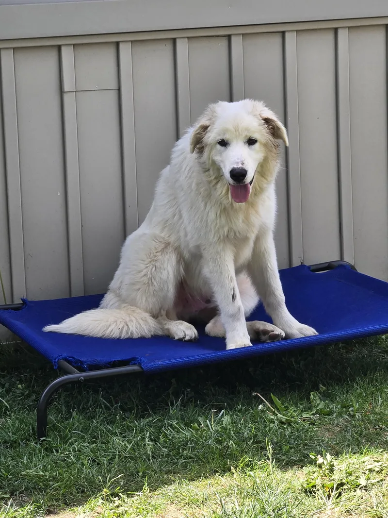A young large-sized male White / Cream Great Pyrenees dog named Kelso for adoption in Kenosha, WI