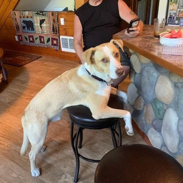 An adult large-sized male Apricot / Beige Labrador Retriever dog named Jj Ryder A Straight for adoption in Friendswood, TX