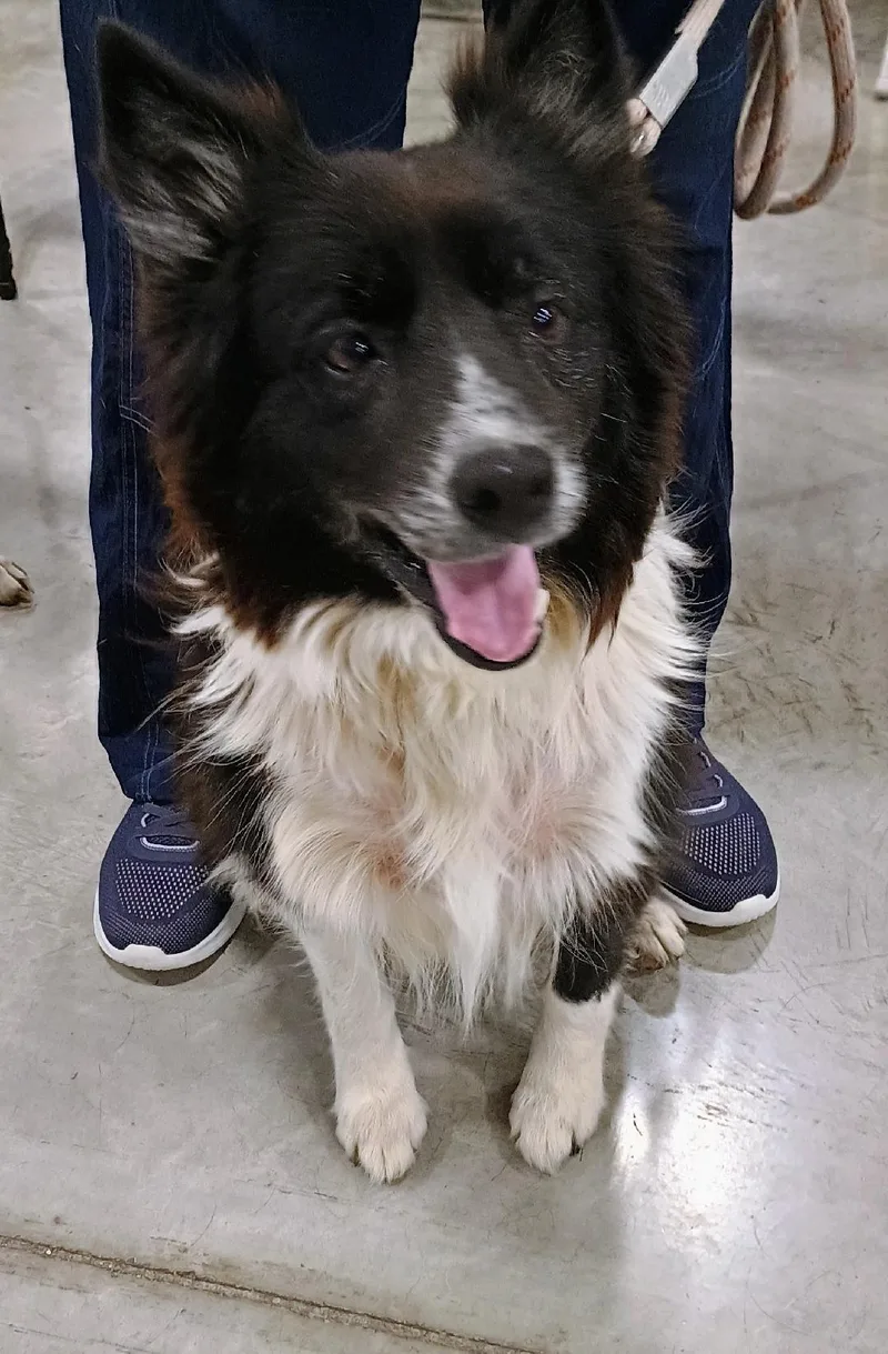An adult medium-sized female Black Border Collie dog named Shasta for adoption in Millville, UT