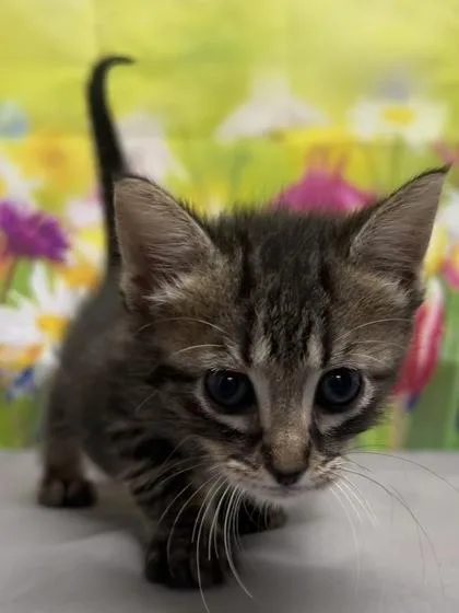 A young small-sized female Domestic Short Hair cat named Flour for adoption in San Antonio, TX