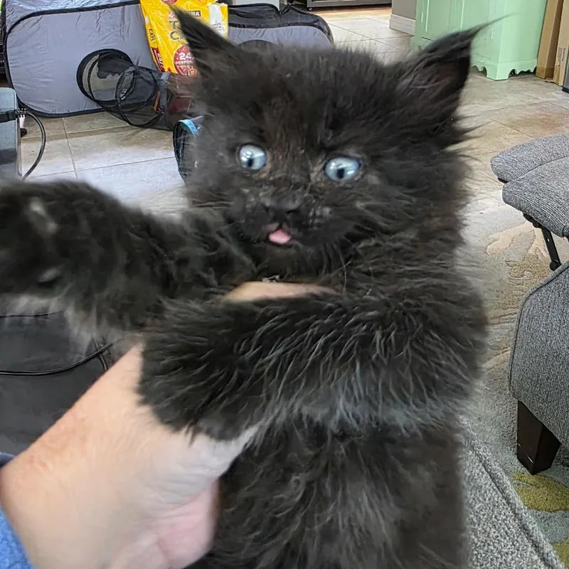 A baby small-sized male Black Domestic Medium Hair cat named Midnight for adoption in Tustin, CA