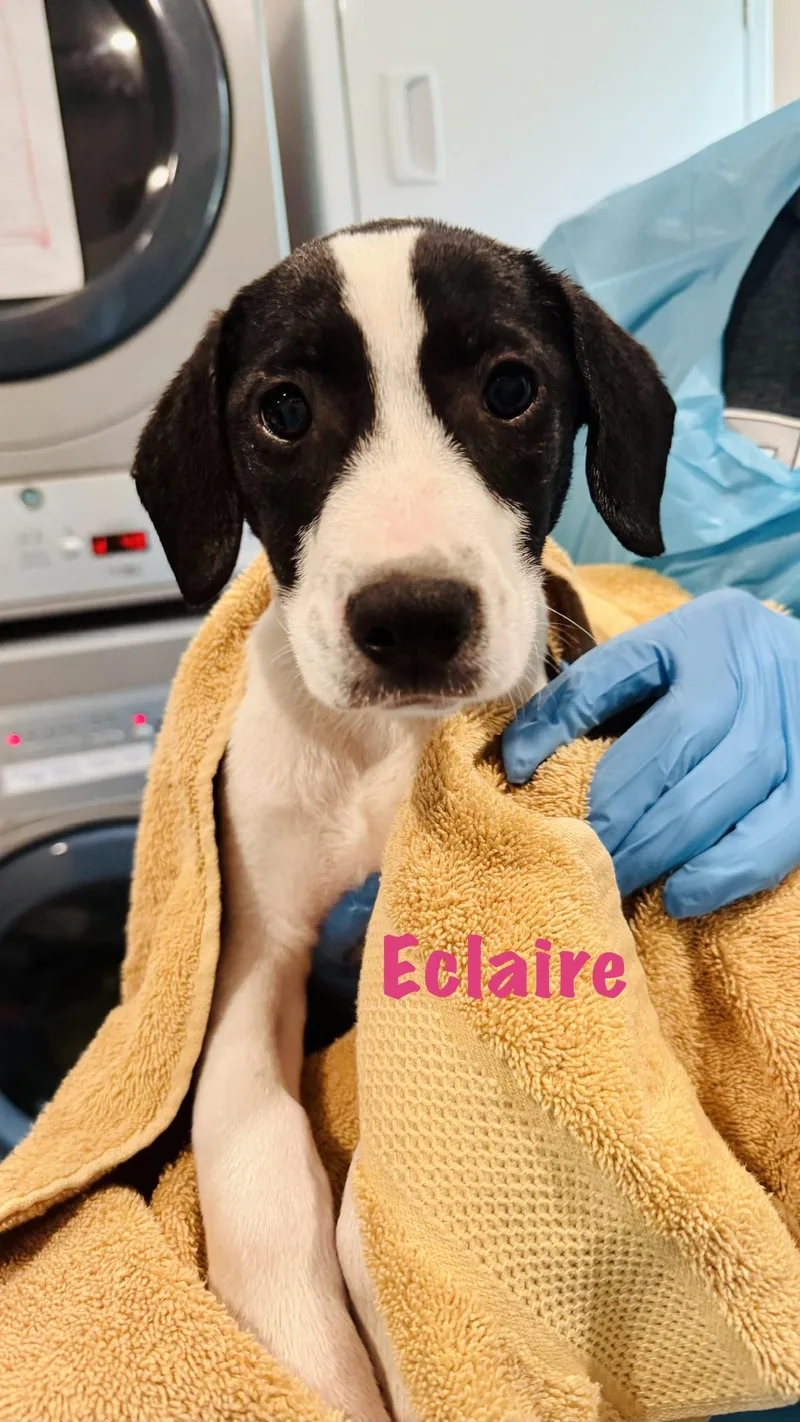 A baby medium-sized female Mixed Breed dog named Ecalir for adoption in Rock Hill, NY