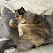 Harlo Mini Aussie