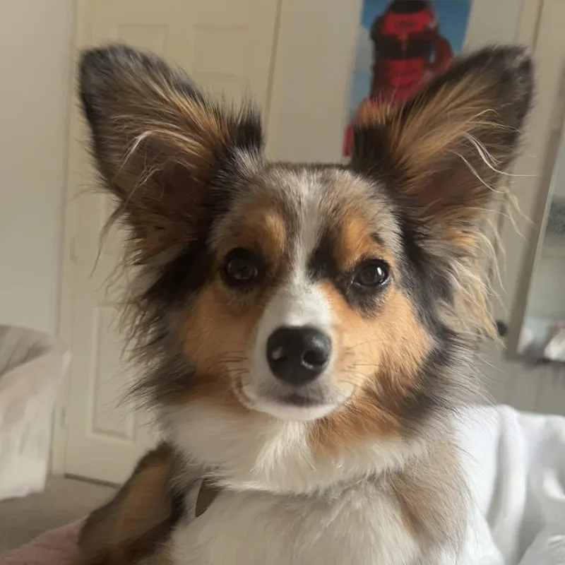 Harlo  Mini Aussie thumbnail 2
