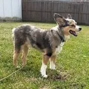Harlo  Mini Aussie thumbnail 3