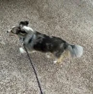 Harlo  Mini Aussie thumbnail 4