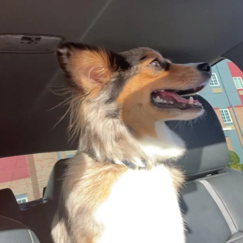 Harlo  Mini Aussie thumbnail 5