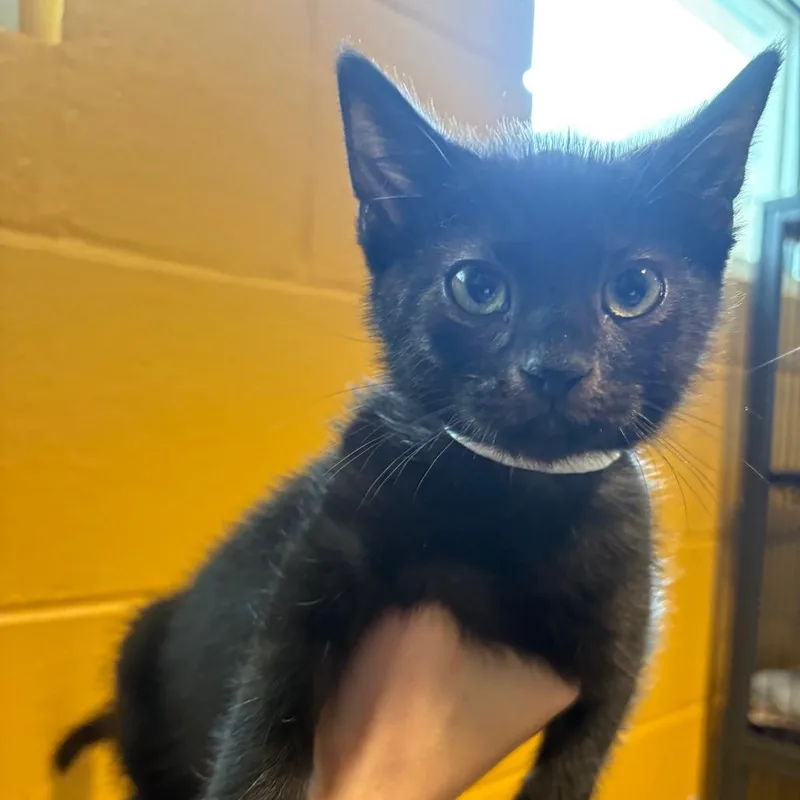 A baby small-sized male Black Domestic Short Hair cat named Fred for adoption in Chesapeake, VA