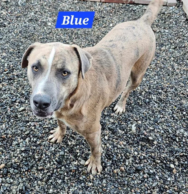 An adult large-sized male Brindle Pit Bull Terrier dog named Blue for adoption in Wrightwood, CA