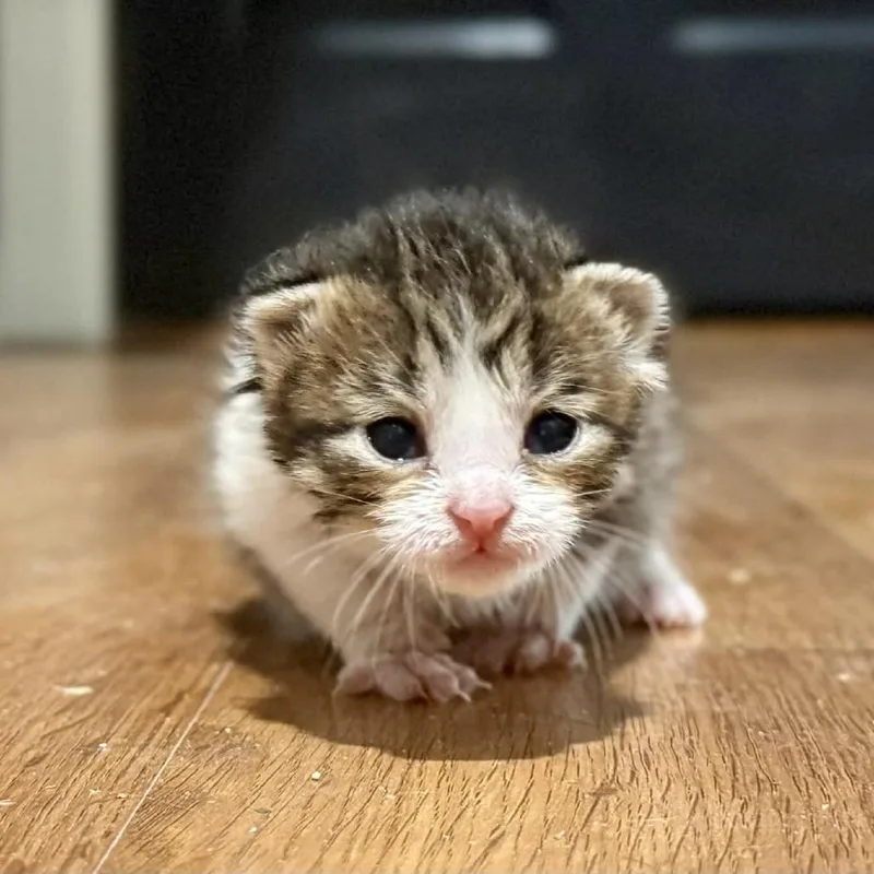 A baby small-sized female Brown / Chocolate Domestic Short Hair cat named Topaz for adoption in Bentonville, AR