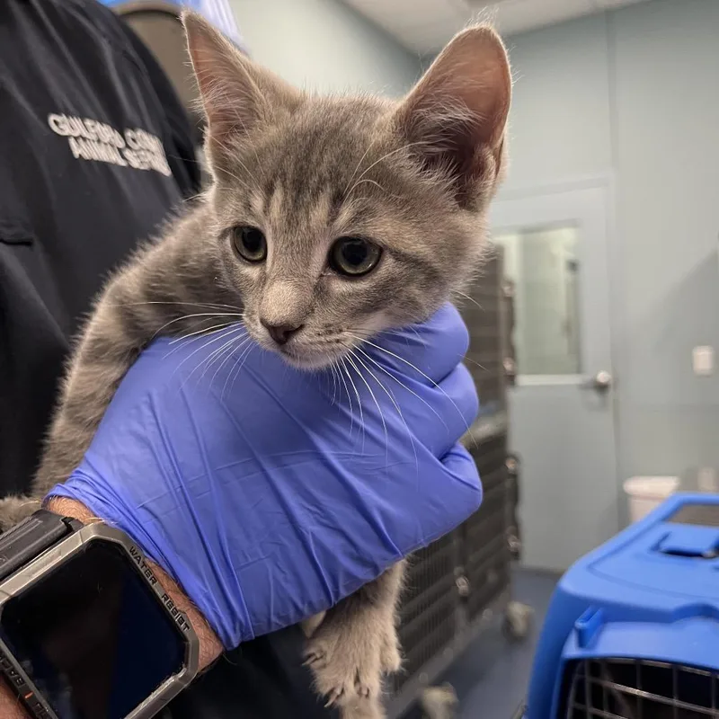 A baby small-sized female Gray / Blue / Silver Domestic Short Hair cat named Crumpet for adoption in Greensboro, NC