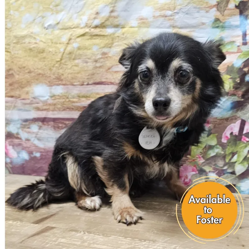 A senior small-sized male Red / Chestnut / Orange Chihuahua dog named Sampson for adoption in Normal, IL