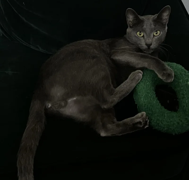 A young medium-sized male Gray / Blue / Silver Domestic Short Hair cat named Smokey Gray Boy for adoption in Frisco, TX