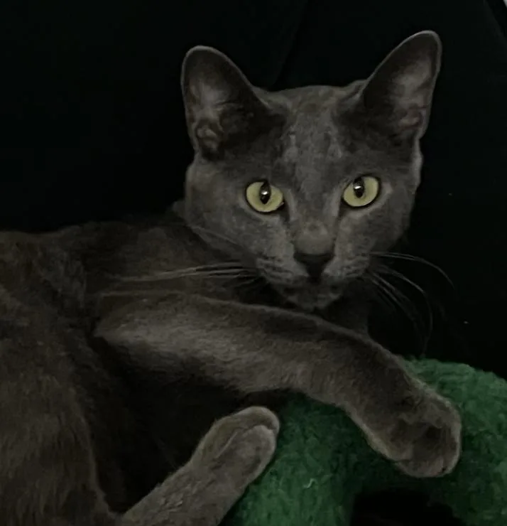 Smokey Gray Boy thumbnail 2