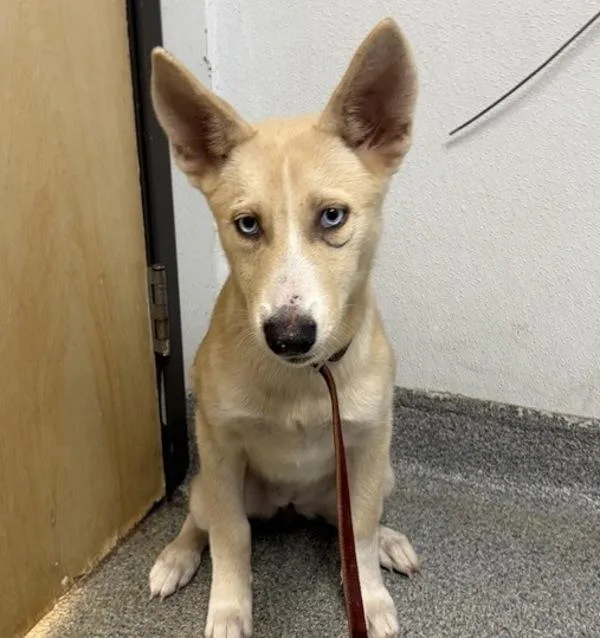 A baby large-sized female Siberian Husky dog named Pabbie for adoption in Escondido, CA