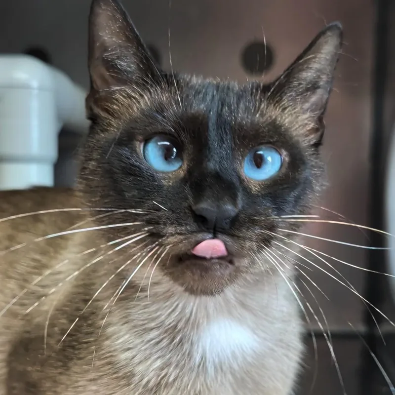 An adult medium-sized female Seal Point Siamese cat named Orchid for adoption in West Jefferson, OH