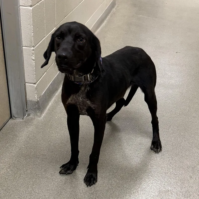 A young medium-sized male Pointer dog named Delhi for adoption in Kearney, NE