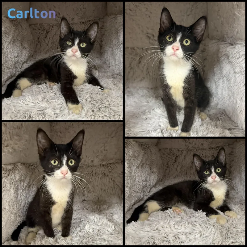 A baby small-sized male Black & White / Tuxedo Domestic Short Hair cat named Carlton for adoption in Louisville, KY