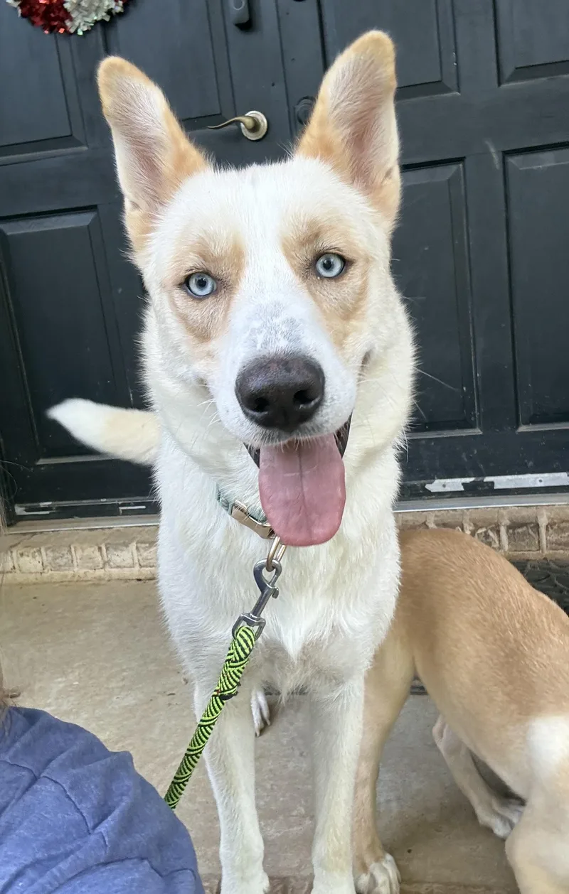 An adult medium-sized female White / Cream Husky dog named Lily for adoption in Hatfield, PA
