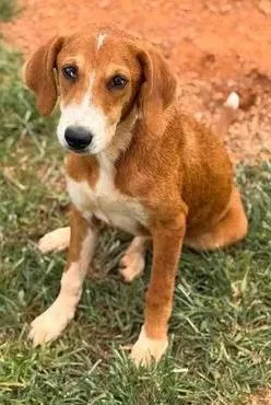 A young medium-sized female Golden Hound dog named Star for adoption in Munfordville, KY
