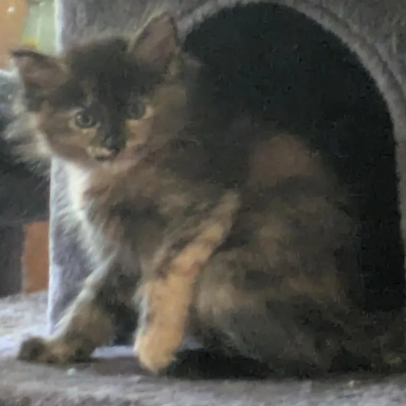 A baby small-sized female Tortoiseshell Domestic Medium Hair cat named Seville for adoption in Fort Lauderdale, FL