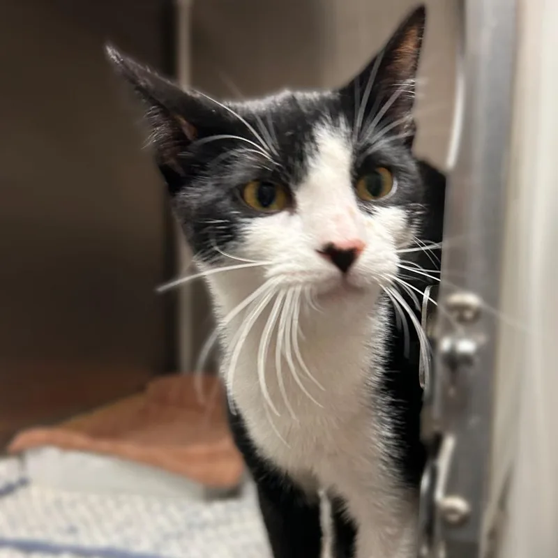 A young medium-sized male Black Domestic Short Hair cat named Fleas Own This Market? for adoption in Davenport, IA