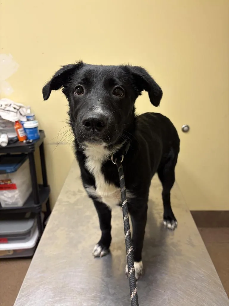 A baby medium-sized female Mixed Breed dog named Blyss for adoption in Florence, SC